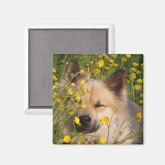 マグネート マグネット (正面/裏面)