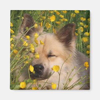 マグネート マグネット