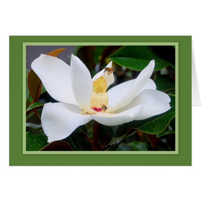 マグノリアとミツバチのグリーンフレームカード (正面横)