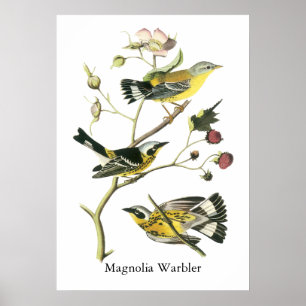 マグノリアのアメリカムシクイ、ジョンAudubon ポスター