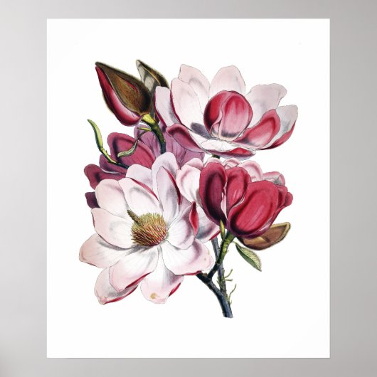 マグノリアのポスター ポスター (正面)
