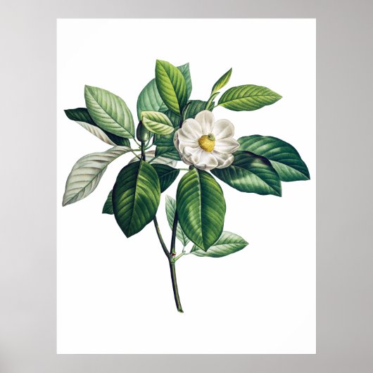 マグノリアのポスター ポスター (正面)