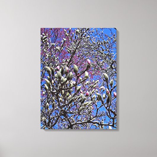 マグノリアの新芽の塊 キャンバスプリント (正面)