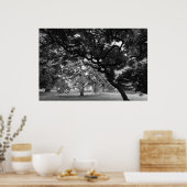 マグノリアの木々の中でBW ポスター (キッチン)