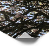 マグノリアの木々、枝と花06 ポスター (角)