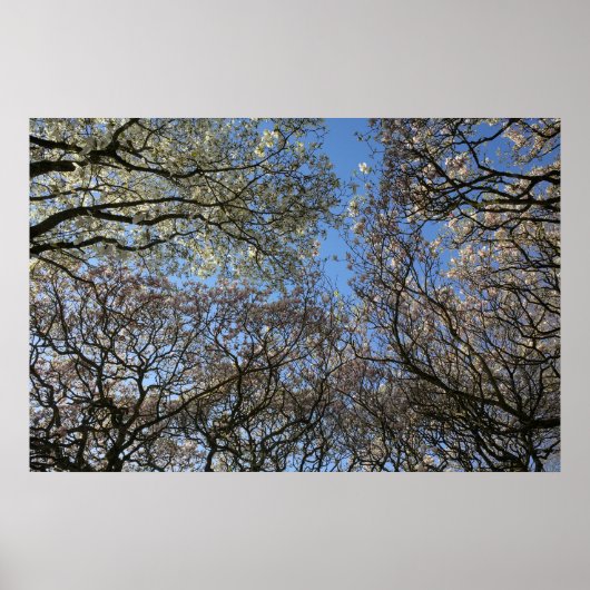 マグノリアの木々、枝と花06 ポスター (正面)