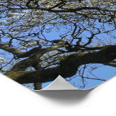 マグノリアの木、枝、花04 ポスター (角)