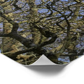 マグノリアの木、枝、花 ポスター (角)