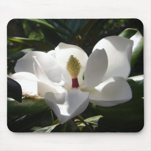 マグノリアの花の木によっては写真撮影のmousepadが開花します マウスパッド (正面)