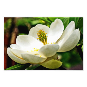 マグノリアの花の終わり フォトプリント