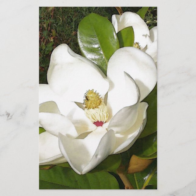 マグノリアの花 (正面)