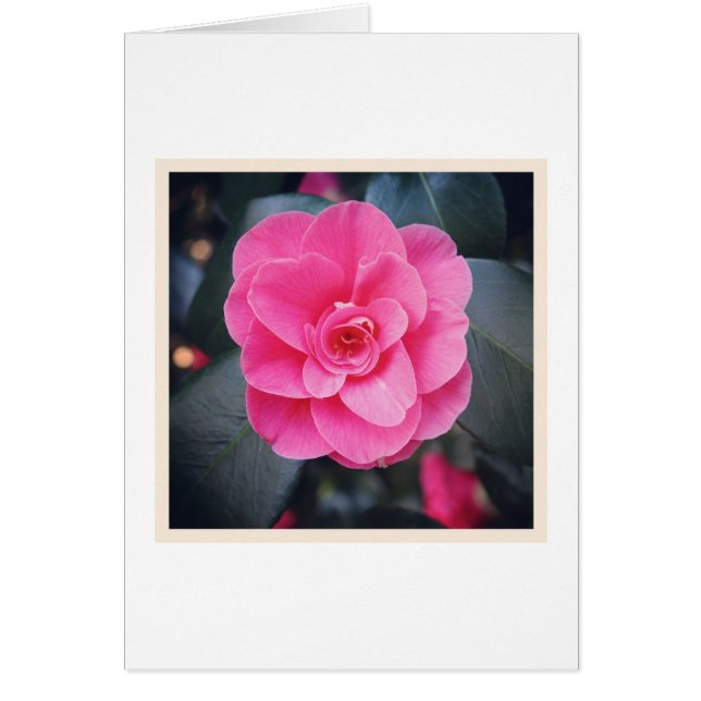 マグノリアの花 (正面)