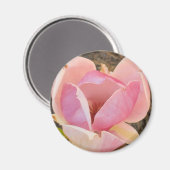 マグノリアの花 マグネット (正面/裏面)