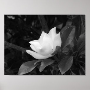 マグノリアの開花 ポスター