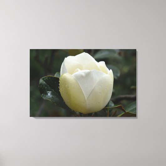 マグノリアのGrandifloraキャンバスのプリント キャンバスプリント (正面)