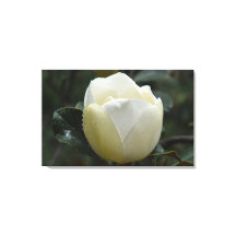 マグノリアのGrandifloraキャンバスのプリント