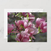 マグノリアス ポストカード (正面/裏面)