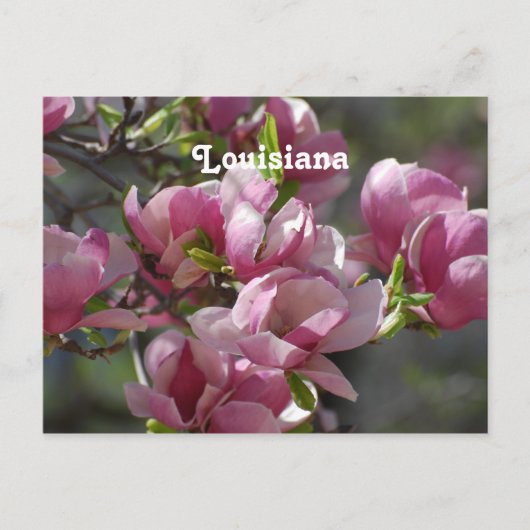 マグノリアス ポストカード (正面)