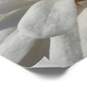 マグノリアセンテニアル開花 ポスター (角)