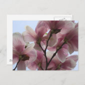 マグノリアツリーイン開花ポストカード ポストカード (正面/裏面)