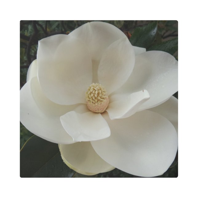 マグノリアフラワー16"x16"メタルアート メタルプリント (正面)