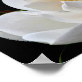 マグノリアブルベイ ポスター (角)