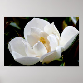 マグノリアブルベイ ポスター