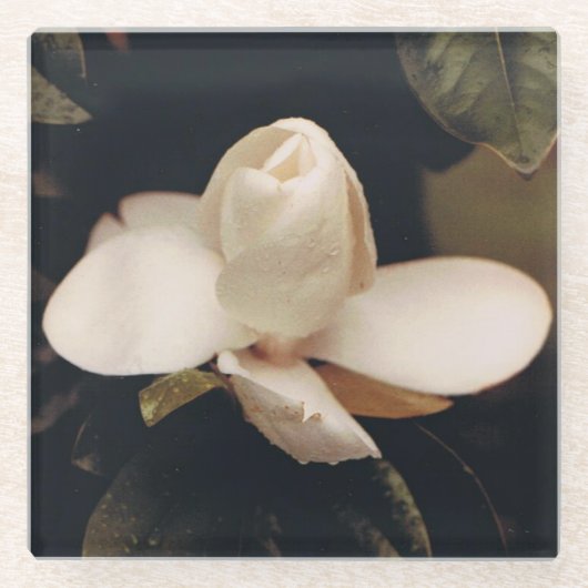 マグノリアブロッサム付きガラスコースターデザイン ガラスコースター (正面)