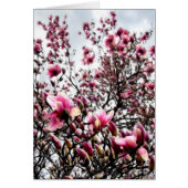 マグノリア塊 (正面)