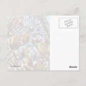 マグノリア塊 ポストカード (裏面)