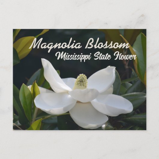 マグノリア州ミシシッピフローラ写真 ポストカード (正面)