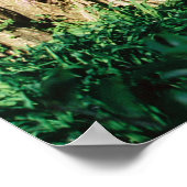 マグノリア橋 ポスター (角)