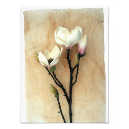 マグノリア花スタイリッシュ写真 フォトプリント           