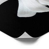 マグノリア花 ポスター (角)