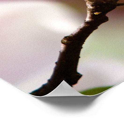 マグノリア花 ポスター (角)