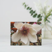 マグノリア花 ポストカード (スタンド正面)