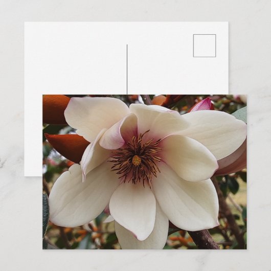 マグノリア花 ポストカード (正面/裏面)
