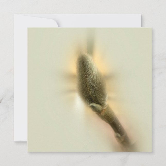 マグノリア芽 (正面)