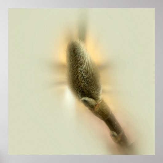 マグノリア芽 ポスター (正面)