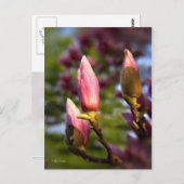 マグノリア芽 ポストカード (正面/裏面)