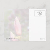 マグノリア芽 ポストカード (裏面)