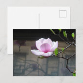 マグノリア葉書 ポストカード (正面/裏面)