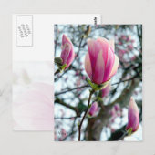 マグノリア開花と芽 ポストカード (正面/裏面)