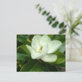 マグノリア開花サバンナグルジア ポストカード (スタンド正面)