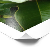 マグノリア開花フォトプリント フォトプリント            (角)