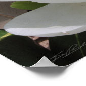 マグノリア開花プリント-20x24 – その他のサイズも ポスター (角)