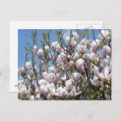 マグノリア開花入り春葉書 ポストカード (正面/裏面)