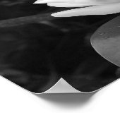 マグノリア開花 ポスター (角)