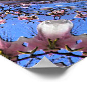 マグノリア開花...... ポスター (角)