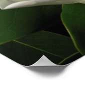 マグノリア開花 ポスター (角)